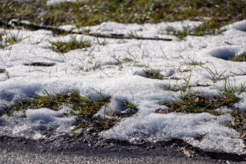 snow covered pine tree