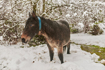 Caballo buscando pasto en la nieve