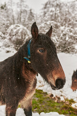 Caballo buscando pasto en la nieve