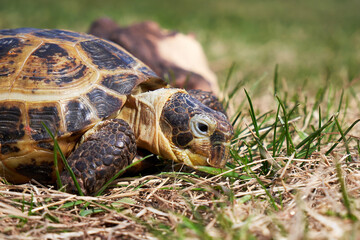 Land turtle close up. Russian tortoise on the grass
