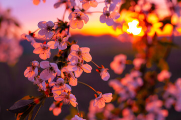 Blooming apple tree in spring at sunset. Pink flowers on a branch illuminated by sunlight.