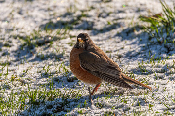Bird in Snow on Grass Winter Scene