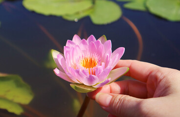 Woman's Hand Touching a Beautiful Pink Water Lily Blossoming in the Pond