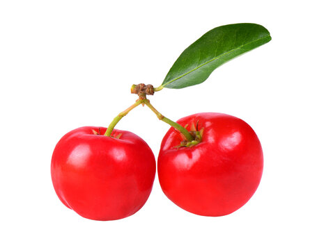 Barbados cherry, Malpighia emarginata, Family Malpighiaceae on transparent png