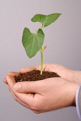 Palm Sapling as Symbol of Premium Nature Conservation Stock Photo