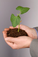 Palm Sapling as Symbol of Premium Nature Conservation Stock Photo