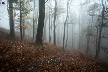 Foggy Forest