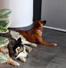 Siberian husky and small brown mixed breed dog close up photo. Funny cute dogs. Best friends concept. Space for text. 