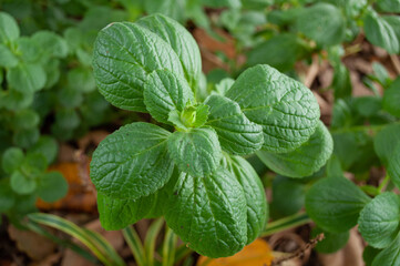 Fresh mint leaves