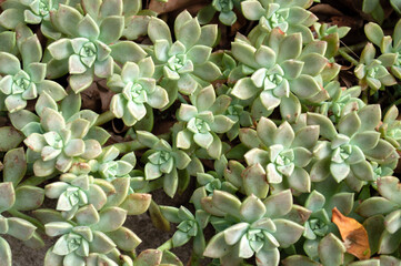 Close up of a cactus