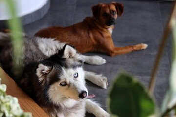 Siberian husky and small brown mixed breed dog close up photo. Funny cute dogs. Best friends concept. Space for text. 