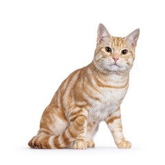 Cute young red silver purebred and pedigreed European Shorthair cat, sitting up side ways. Looking towards camera. isolated on a white background.