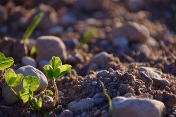 plant in the sun on the road in the evening sun 