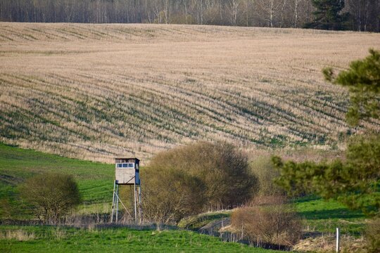 hunter Boxtel in the meadow in the spring in the countryside in the evening sun