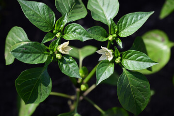 green pepper growing in the garden