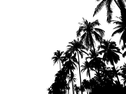 Silhoutte coconut trees isolated on white background.