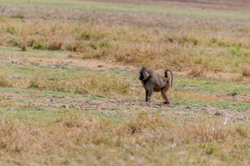 Wild monkeys in the African savannah