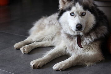 Alaskan Malamute, close-up portrait, selective focus. Cute fury dog at home. Happy pet concept. 