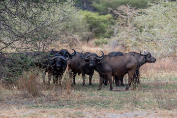 Obraz premium Wild buffalo in the savannah of Africa