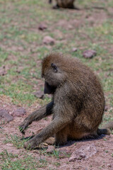 Wild monkeys in the African savannah