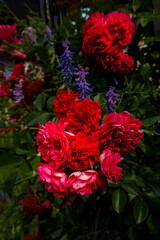 Obraz premium Beautiful roses on dark background. Lush bush of pink roses with dark vignette
