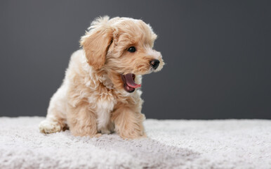 Cute Maltipoo puppy is resting in a modern interior. Beloved pet in the natural atmosphere of a beautiful home.