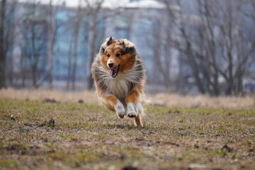 sheltie running dog in the grass