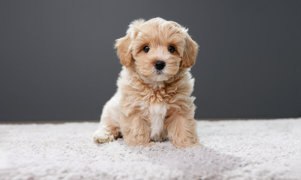 Healthy Maltipoo puppy