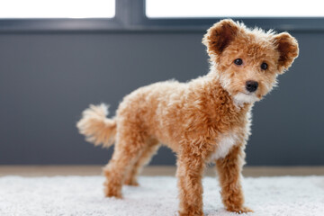 Cute Maltipoo puppy is resting in a modern interior. Beloved pet in the natural atmosphere of a beautiful home.