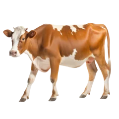 Schilderijen op glas Ayrshire cow isolated on white © purich