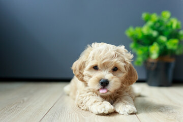Cute Maltipoo puppy is resting in a modern interior. Beloved pet in the natural atmosphere of a beautiful home.