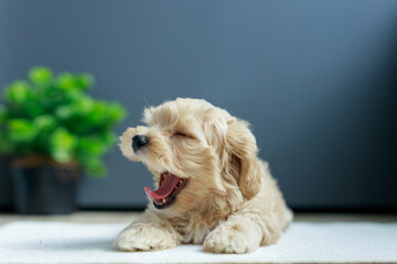 Cute Maltipoo puppy is resting in a modern interior. Beloved pet in the natural atmosphere of a beautiful home.