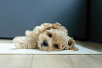 Cute Maltipoo puppy is resting in a modern interior. Beloved pet in the natural atmosphere of a beautiful home.