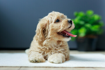 Cute Maltipoo puppy is resting in a modern interior. Beloved pet in the natural atmosphere of a beautiful home.