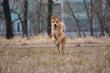 half - breed dog running coursing