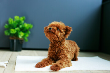 Cute Maltipoo puppy is resting in a modern interior. Beloved pet in the natural atmosphere of a beautiful home.
