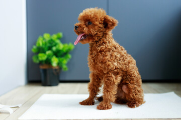 Cute Maltipoo puppy is resting in a modern interior. Beloved pet in the natural atmosphere of a beautiful home.