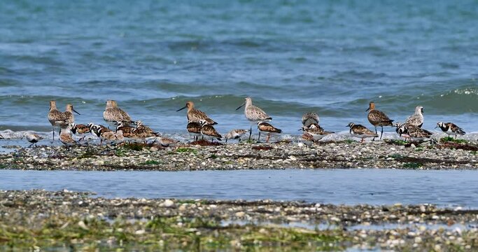 Flock of shorebirds(bar-tailed gowit, dunlin, ruddy turnstone and grey plover or black-bellied plover)  feeding on seashore during low tide period 