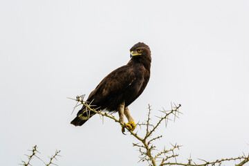 Schopfadler (Lophaetus occipitalis), Queen Elizabeth Nationalpark, Uganda, Afrika