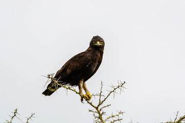 Schopfadler (Lophaetus occipitalis), Queen Elizabeth Nationalpark, Uganda, Afrika