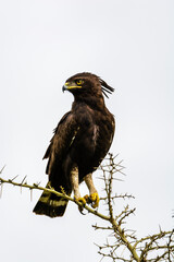 Schopfadler (Lophaetus occipitalis), Queen Elizabeth Nationalpark, Uganda, Afrika