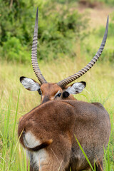 Defassa-Wasserbock (Kobus defassa), Queen Elizabeth Nationalpark, Uganda, Afrika