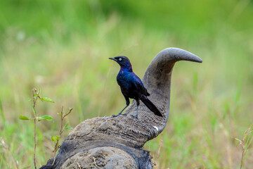Schweifglanzstar (Lamprotornis purpuropterus) auf Kaffernb&uuml;ffel Kadaver, Queen Elizabeth Nationalpark, Uganda, Afrika