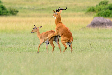 Naklejka na ściany i meble Uganda-Kob Antilopen bei der Paarung (Kobus kob thomasi), Queen Elizabeth Nationalpark, Uganda, Afrika
