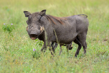 Warzenschwein (Phacochoerus africanus), Queen Elizabeth Nationalpark, Uganda, Afrika