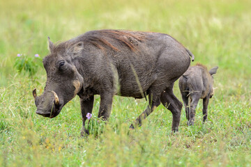 Warzenschwein (Phacochoerus africanus), Queen Elizabeth Nationalpark, Uganda, Afrika