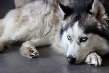 Close up photo of Siberian Husky with beautiful blue eyes. Happy pet concept. 