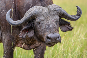 Kaffernbüffel (Syncerus caffer), Queen Elizabeth Nationalpark, Uganda, Afrika