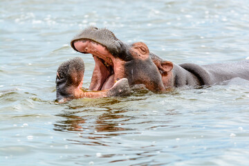 Fototapeta premium Spielende Flusspferde (Hippopotamus amphibius), Queen Elizabeth Nationalpark, Uganda, Afrika