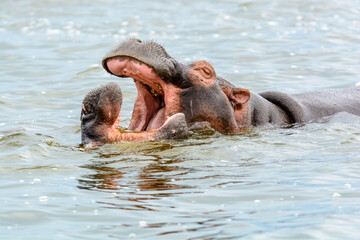 Spielende Flusspferde (Hippopotamus amphibius), Queen Elizabeth Nationalpark, Uganda, Afrika